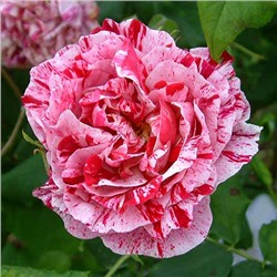 Роза парковая Фердинанд Пичад (розовый с белыми брызгами) 1шт Поиск